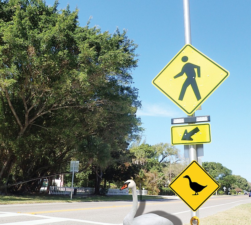 Law-Abiding Family of Swans Cross Road at Pedestrian Crossing 