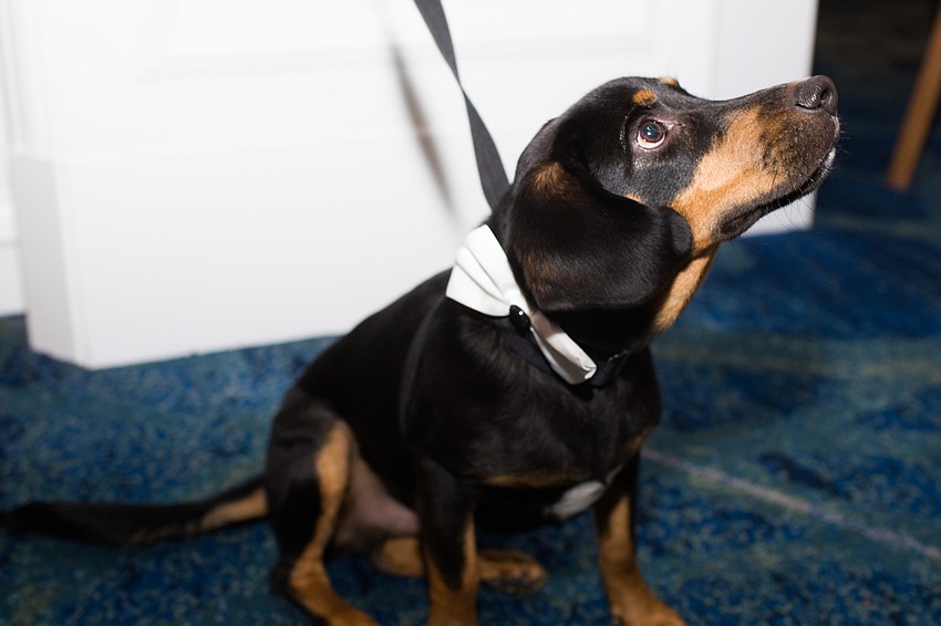 Roscoe, a 6-month-old mixed breed, looks up for treats.
