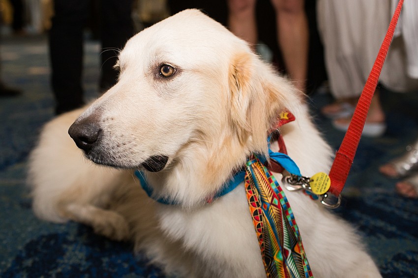Lance, a former shelter pup turned therapy dog, greets guests with his owner, Nan Miller.