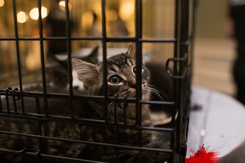 A kitten available for adoption wakes up from a cat nap.