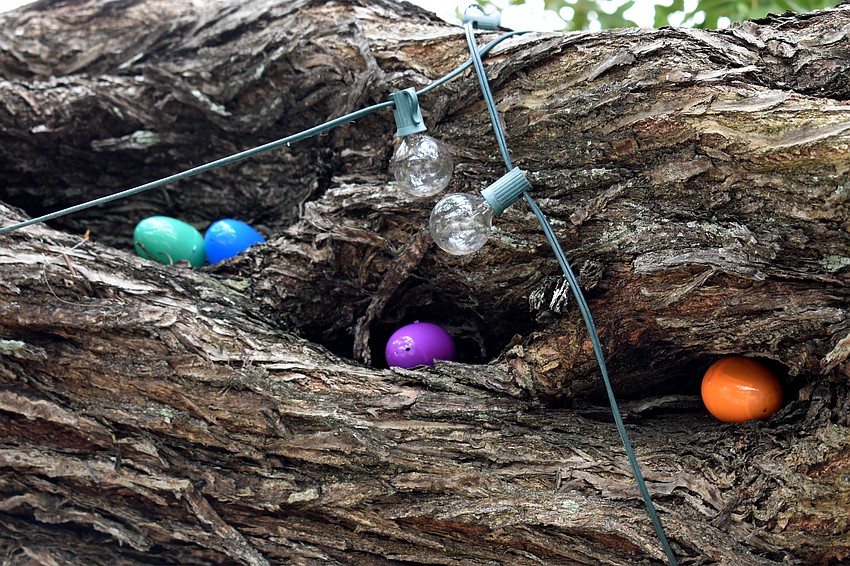 While some eggs were on the ground, others were hidden in tree branches.