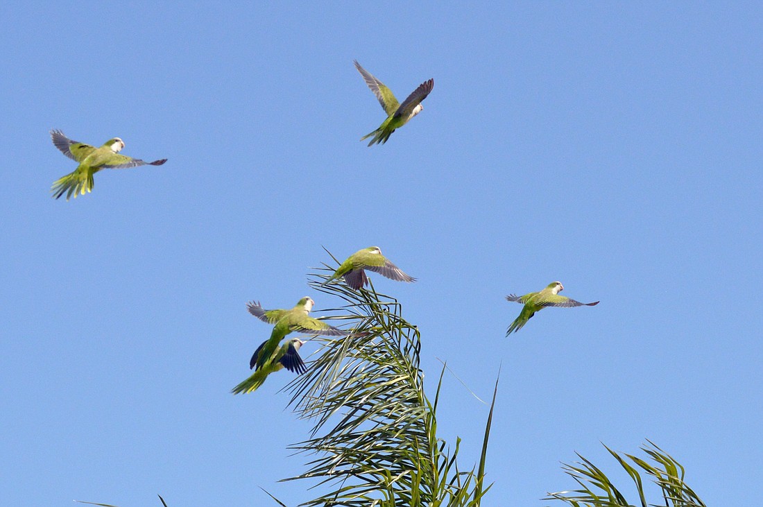 Monk parakeets fly back home to their nest on Midnight Pass Road.