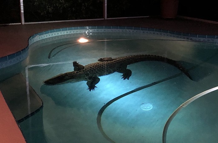 The alligator broke through a screen and floated in the pool before it was removed. Photo courtesy Sarasota Sheriff's Office.