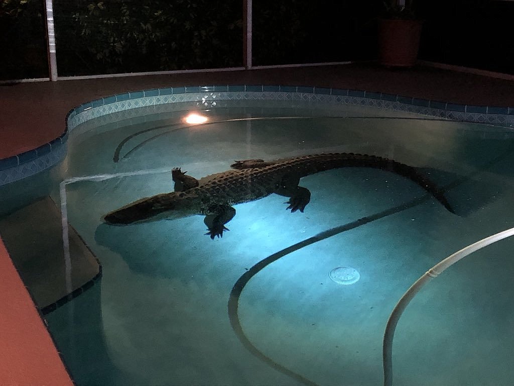 The alligator broke through a screen and floated in the pool before it was removed. Photo courtesy Sarasota Sheriff&#39;s Office.