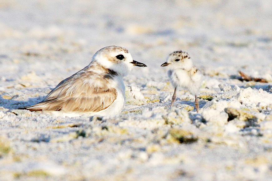 An adult snowy plover and a chick.