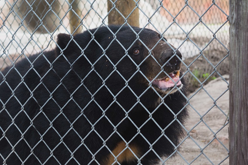 A Himalayan black bear strikes a pose for the camera.
