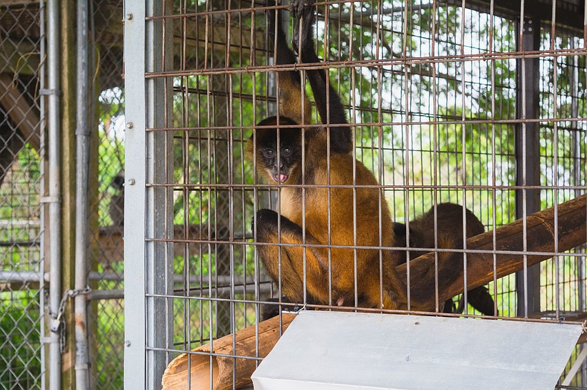 A vervet monkey sticks its tongue out at visitors.