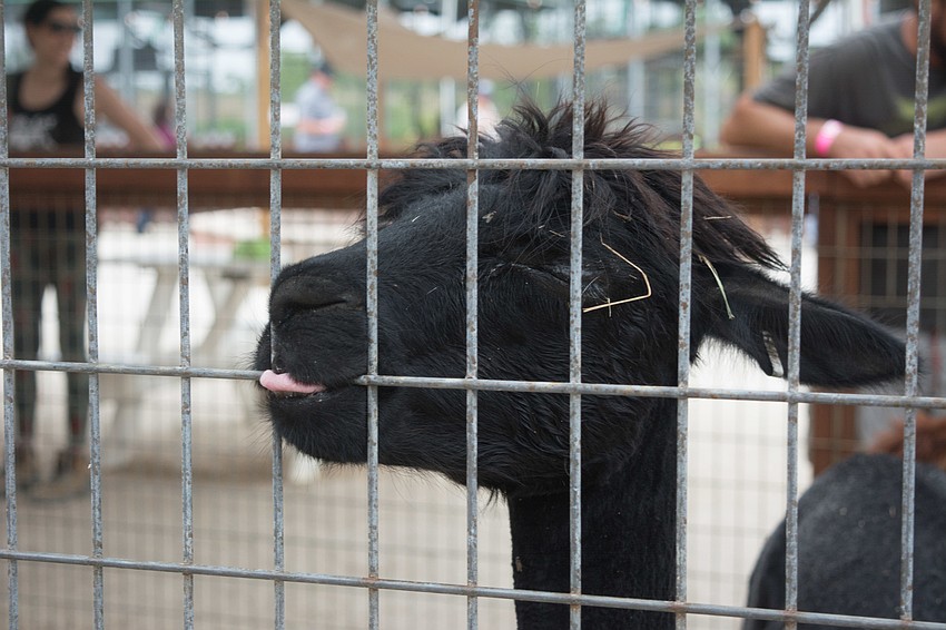 Mama, a llama, says hello through the fence.