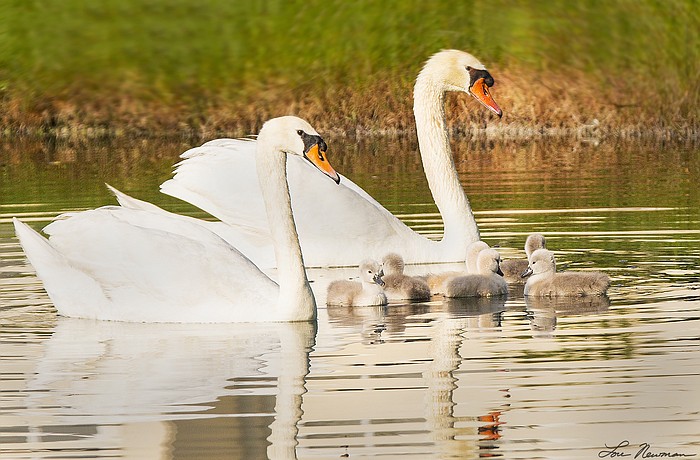 Wendy and Stan swim with their cygnets born in 2013.