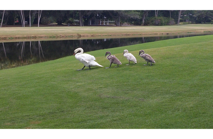 Wendy, the female swan's mother, walks with her cygnets in 2014.