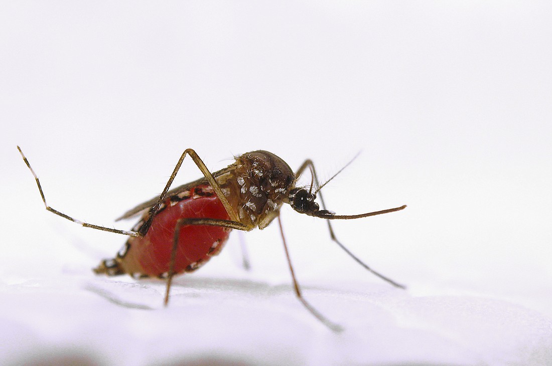 Aedes Aegypti USDA