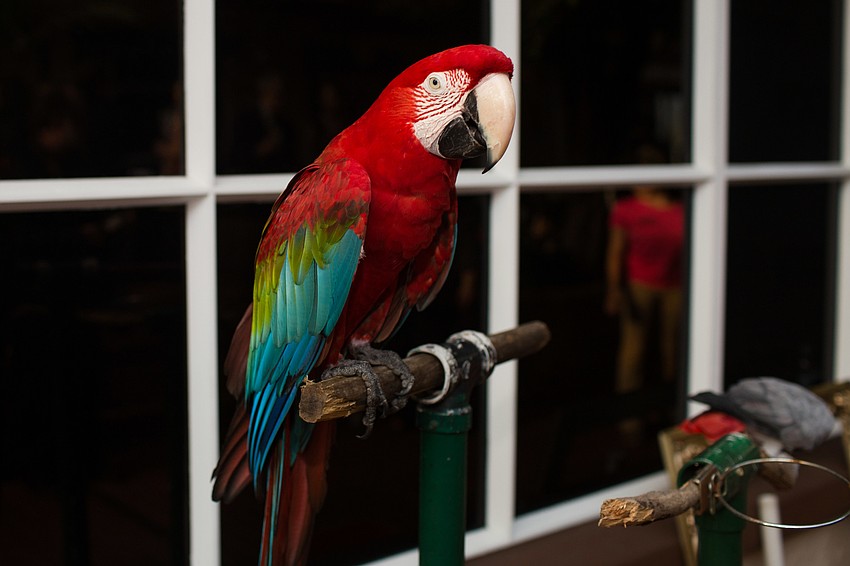 Guests were able to take photos with a Scarlet Macaw and other exotic birds during cocktail hour.