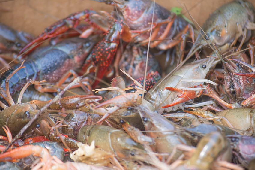 Live crawfish get ready to get boiled.