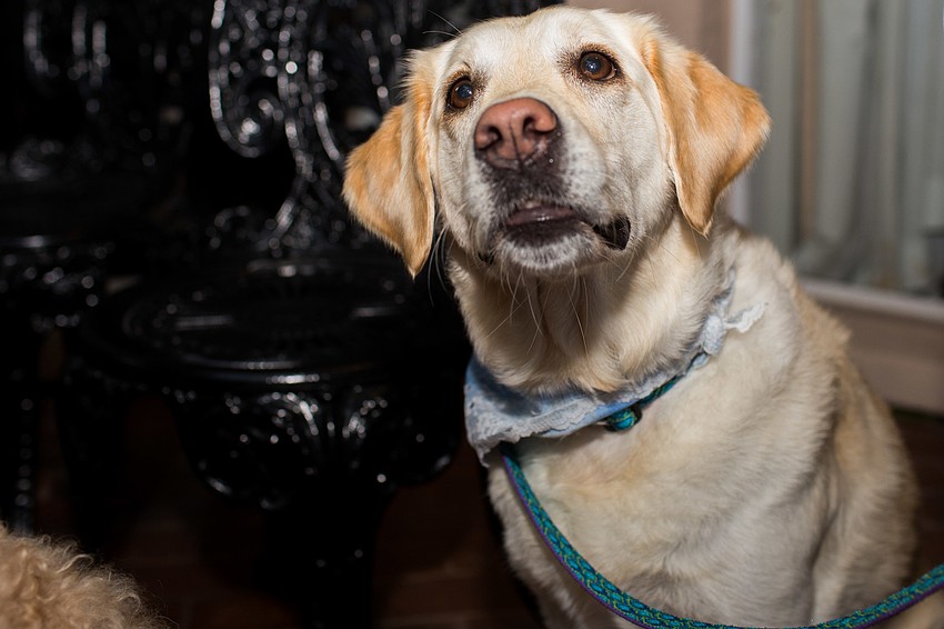 Brooke, a Suncoast Humane Society therapy pet, greets guests.