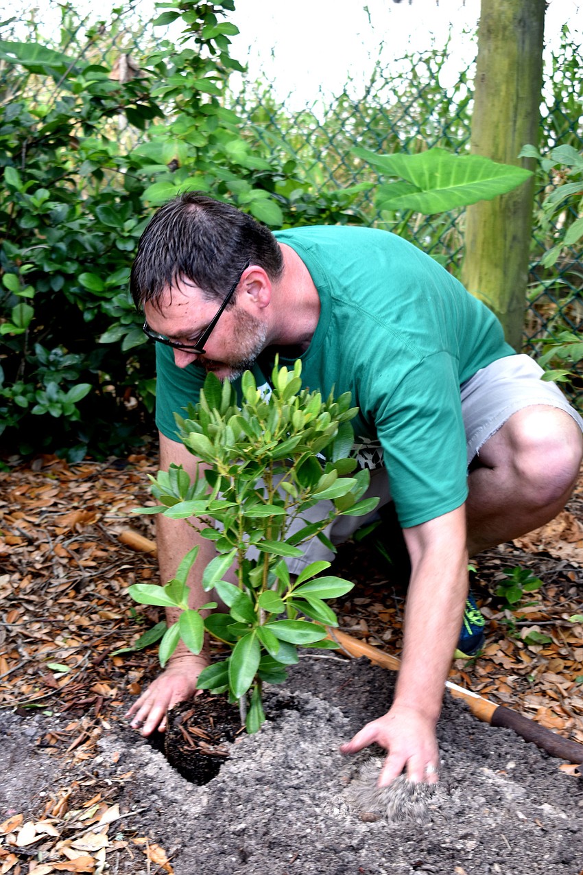 Abe Kozma covers a new plant at Save Our Seabirds.