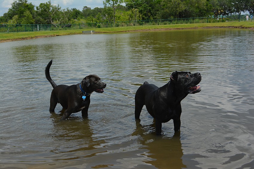A beautifully warm day kept the canines in the water.