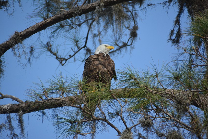 A bald eagle stands watch over the new Our Lady of the Angels church in Lakewood Ranch. The bald eagle's nest on the property slowed construction of the new church.