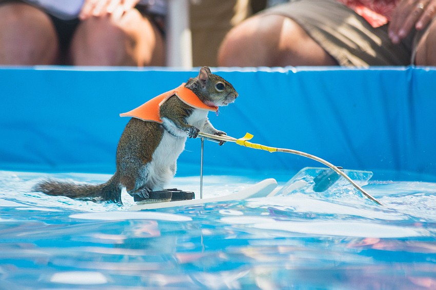 Twiggy the water skiing squirrel