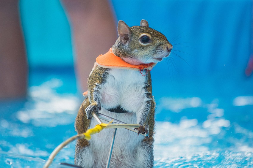 Twiggy the water skiing squirrel