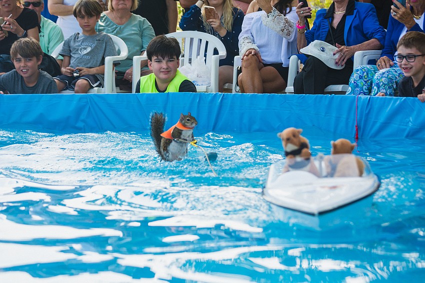 Twiggy the water skiing squirrel wows the crowd.
