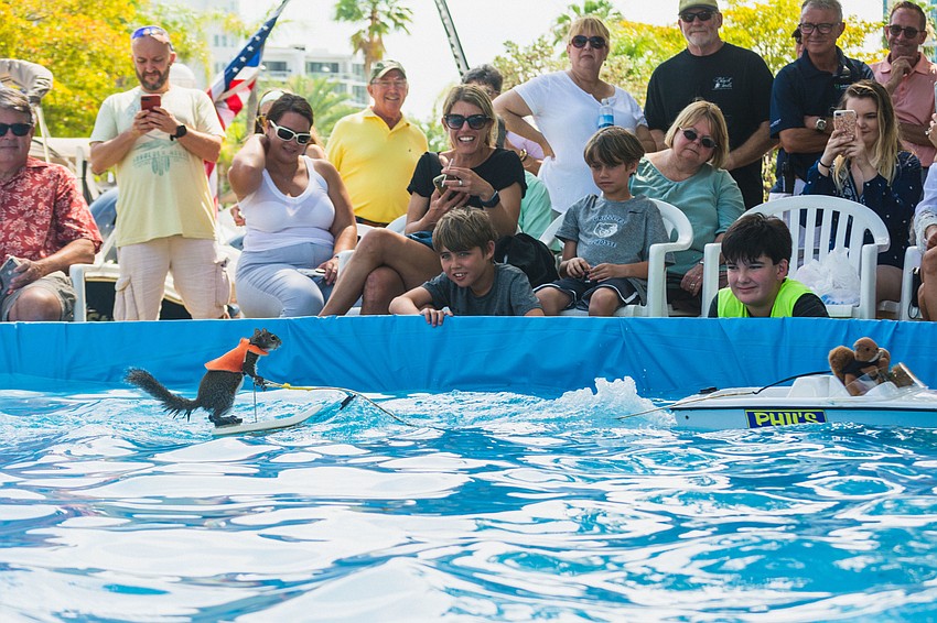 Twiggy the water skiing squirrel wows the crowd.