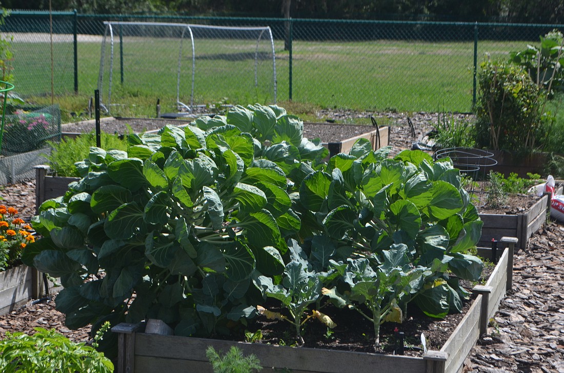 One of the plots in the garden is used to donate food to the Stillpoint House of Prayer food bank.