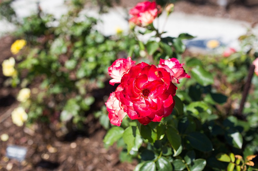 The Ringling's rose garden is home to many different varieties of roses.