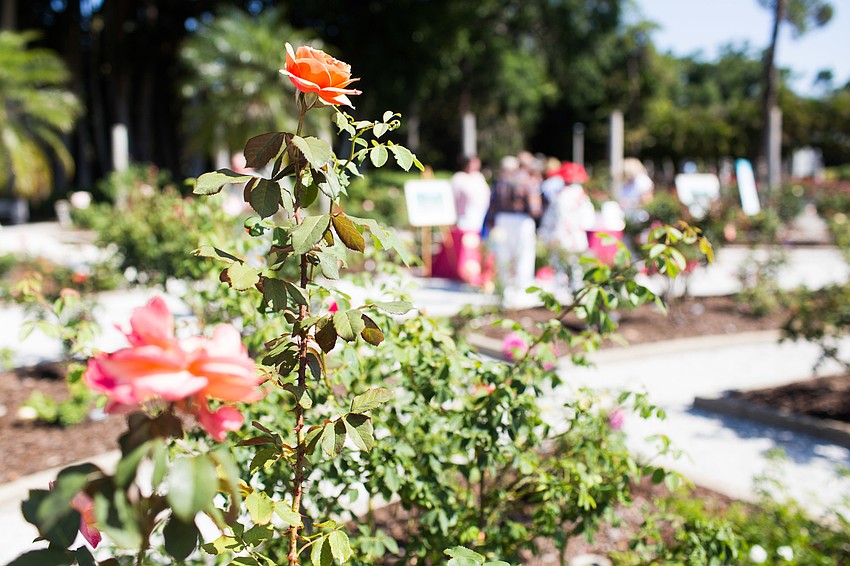 Guests mingled in the rose gardens.