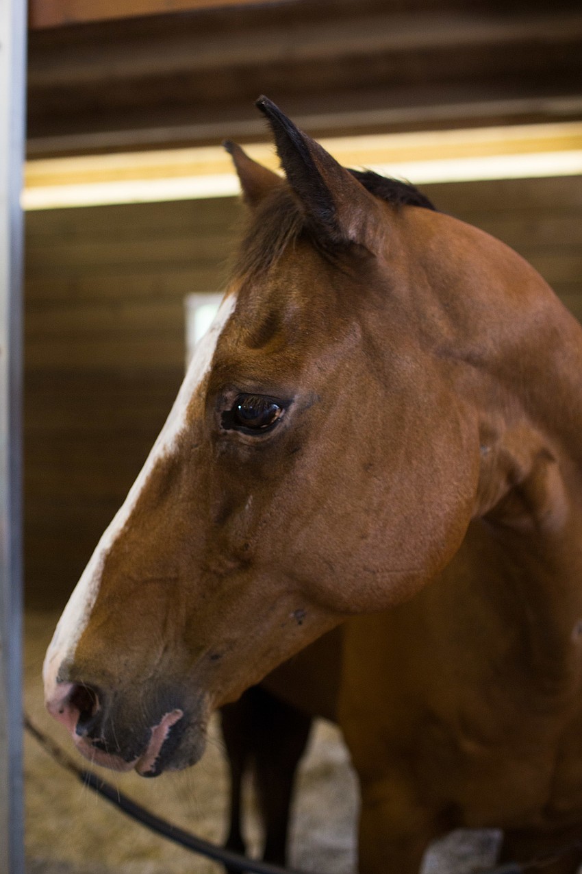 Buddy poses for a photo.