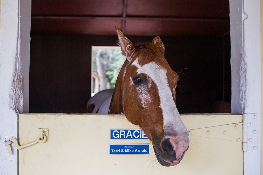 Gracie says hi and poses for a photo.