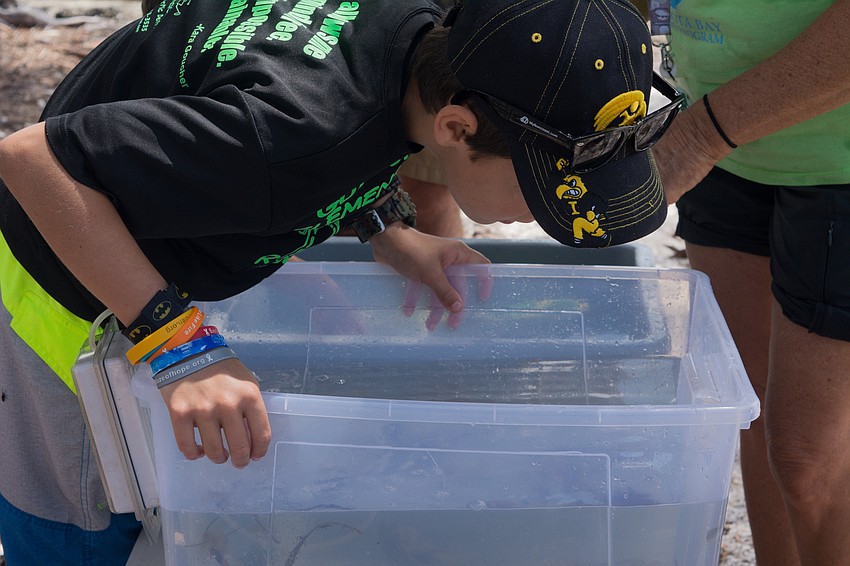 Ben Vaughan gets a glimpse of animals that call Sarasota Bay home.
