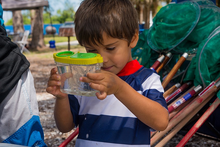 Everett Vaughan observes sea life from the Sarasota Bay.