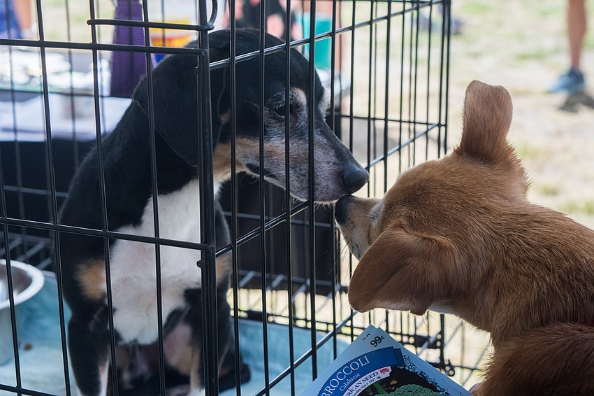 Adam, a canine friend up for adoption, meets Mango at the Veg Fest.