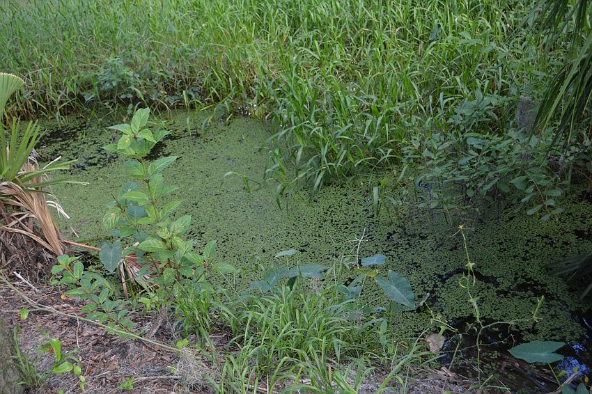 The Floyd C. Johnson and Flo Singer Johnson Preserve at Braden River is 44.5 acres along the Braden River.