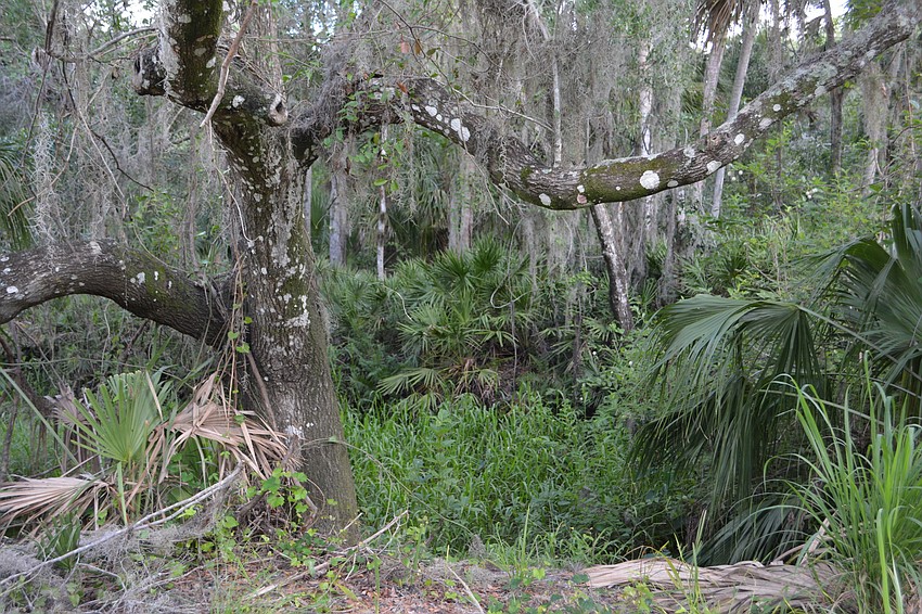 Some of the natural beauty during the walking tour.