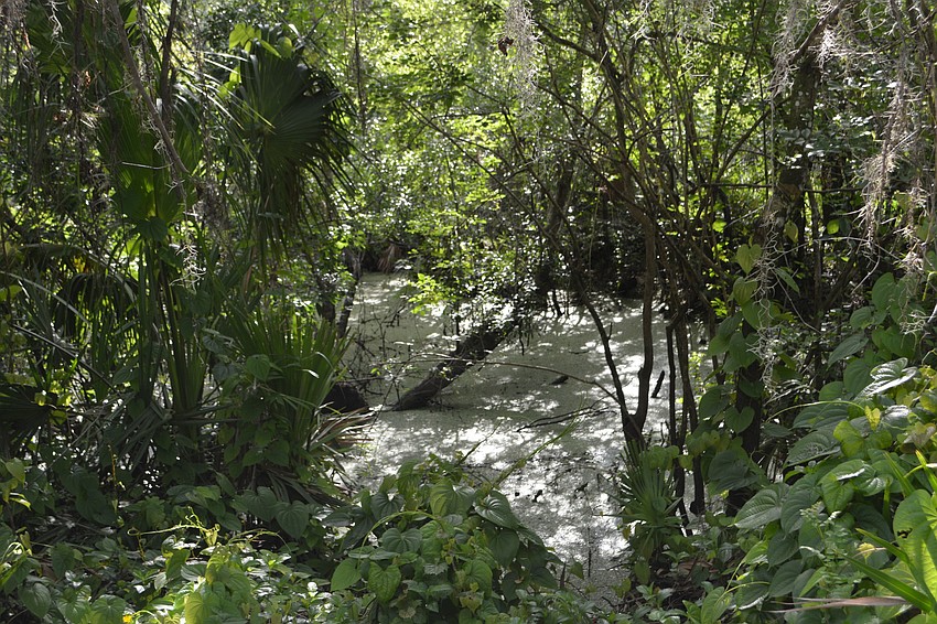 The new preserve will be a bird watcher's paradise.