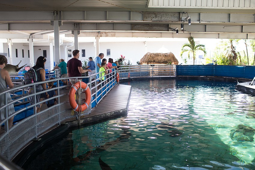 Guests viewed the sharks and other fish from above.