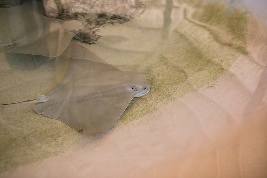 A stingray swims around the pool.