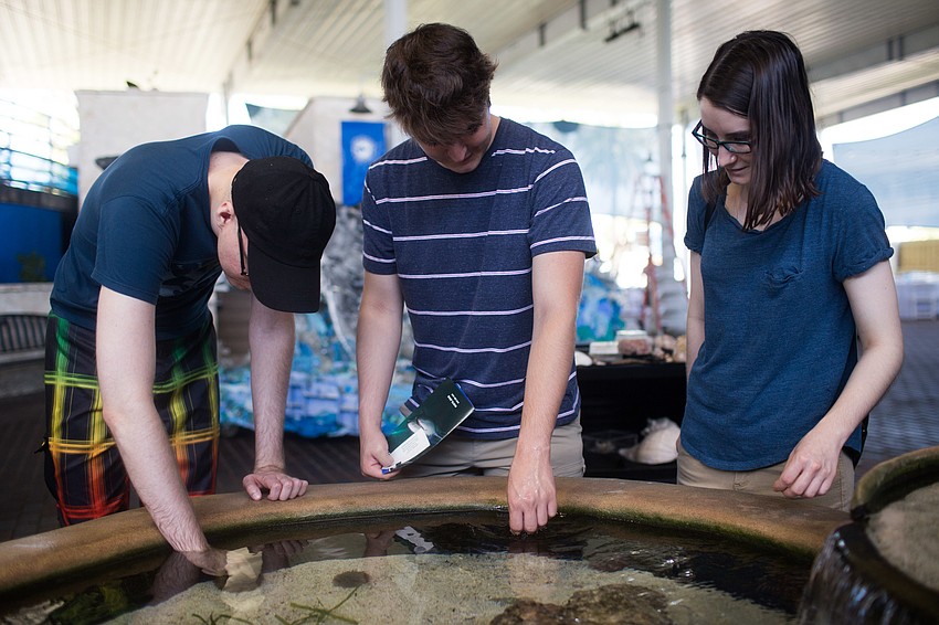 Zachary Reiner, Avery Holoubeck and Alissa Holoubeck pet the sea urchins, star fish and other creatures in the pool.