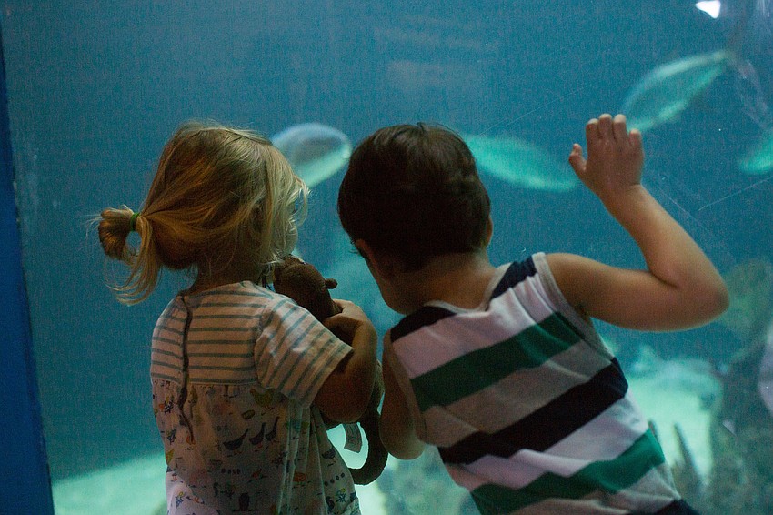 Charlie Fromer and Mason Grim press their faces against the glass to look at the fish.