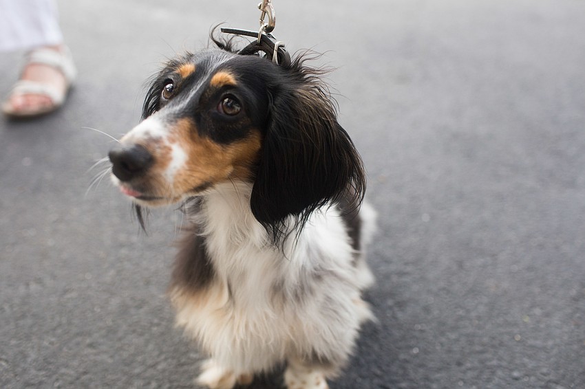 Pixel, a longcoat Dachshund, came to be blessed.