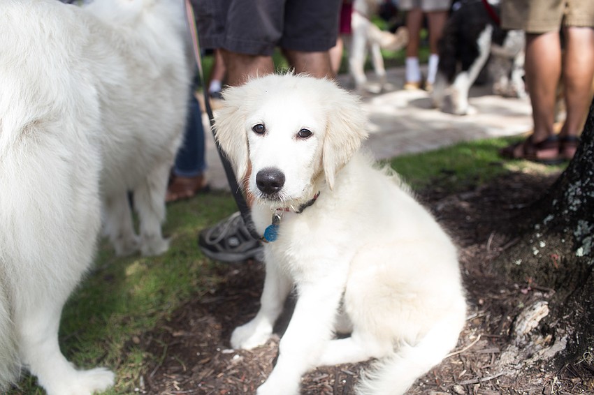 A puppy sits while the group blessing is performed.