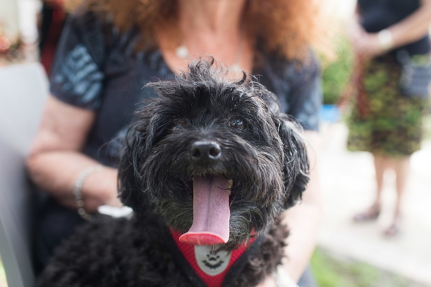 Roxie pants as she waits for her blessing.