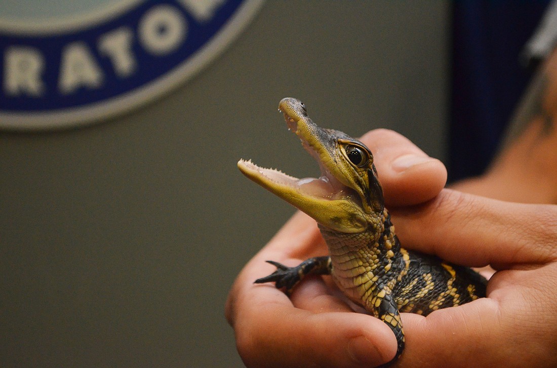 This baby alligator, named Albert, hatched in August.