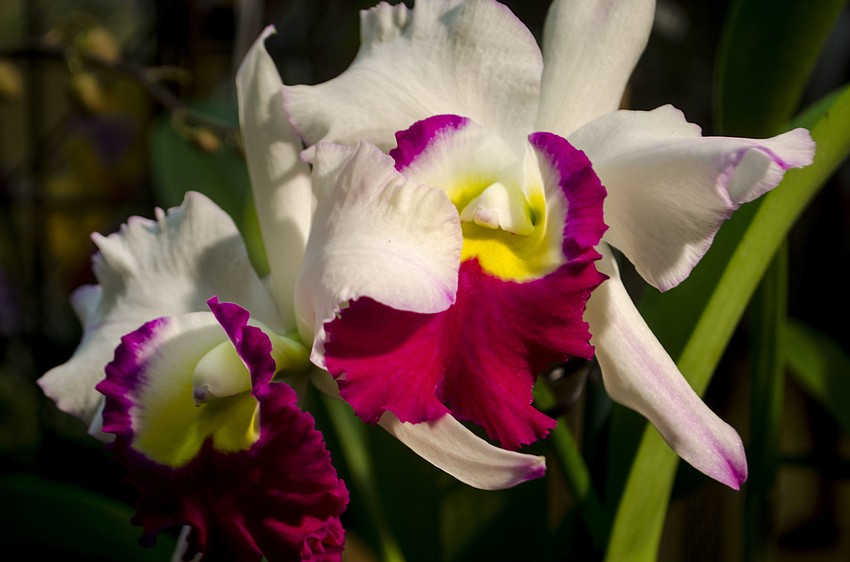 Professional growers sold their orchids and members of the Sarasota, Venice and Englewood orchid societies submitted their plants for judging.