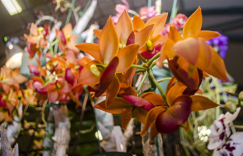 Festivalgoers perused booths from professional growers.