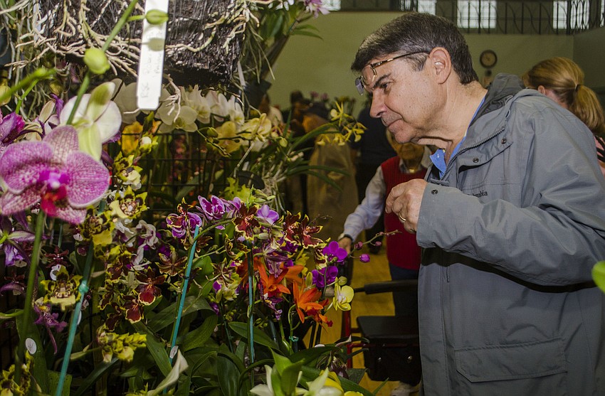 Rick Van Rijssen inspects some of the orchids for sale at the festival.