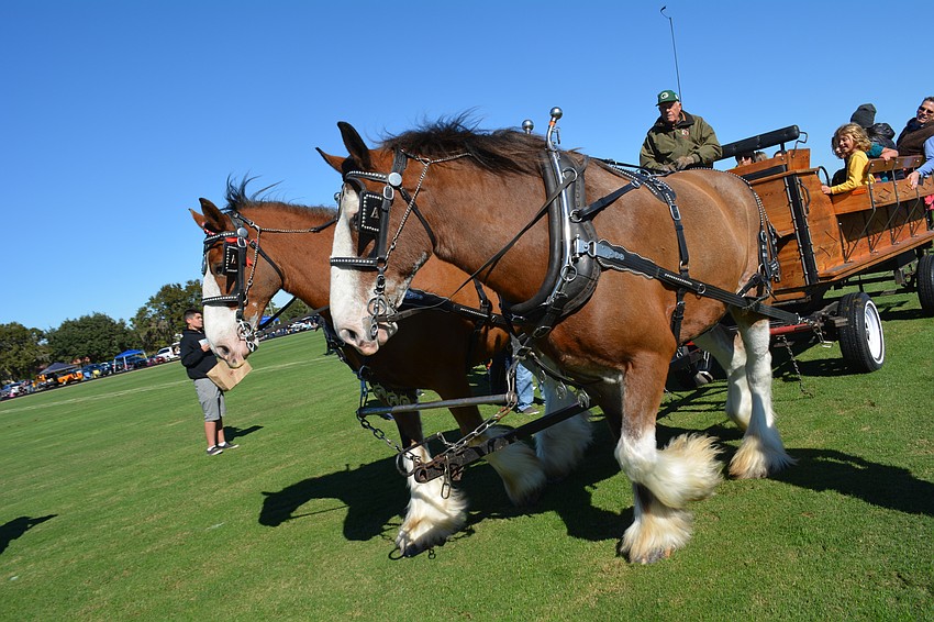 A team of clydesdales pulls guests during a half-time break.