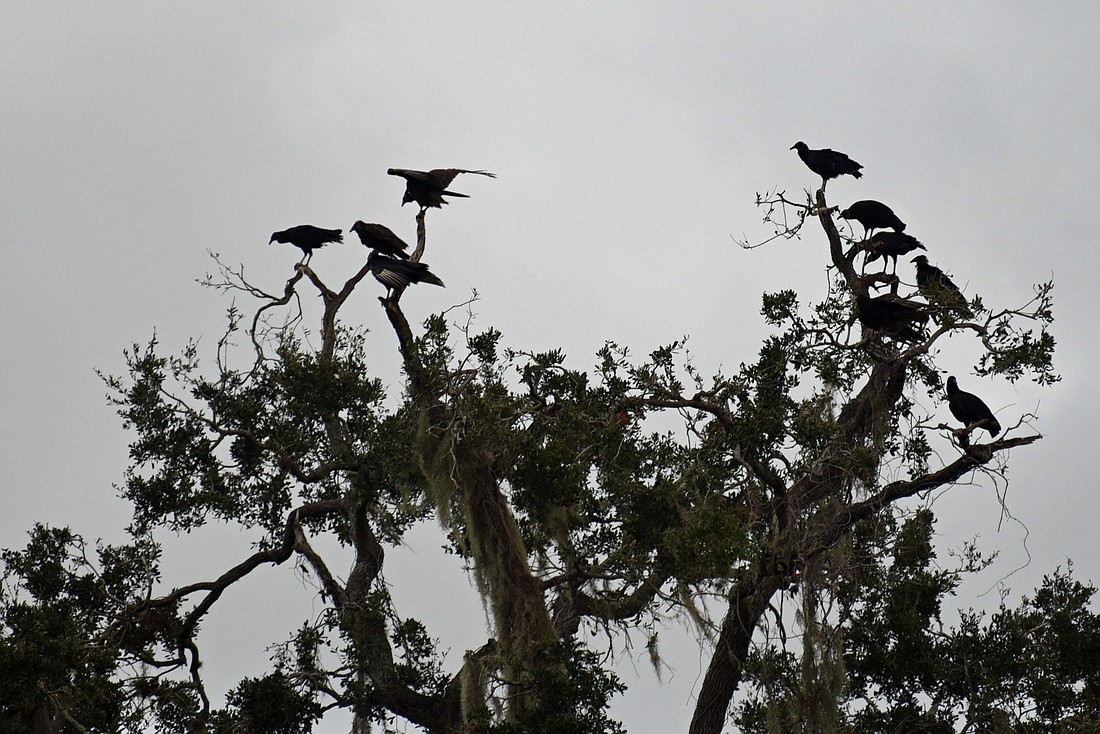 Vultures roost atop trees in Greenfield Plantation. They often strip leaves and branches on areas they roost. Courtesy photo.