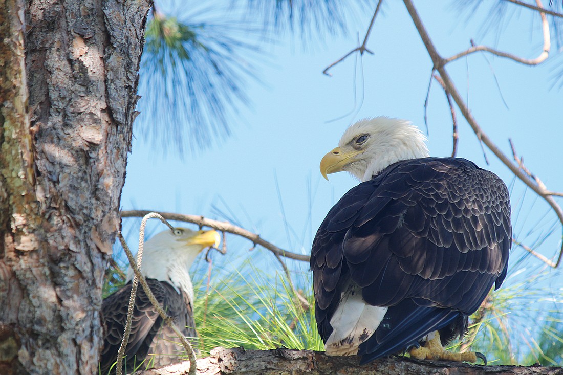 Audrey Lewis captured this shot of two bald eagles near Centre Shops of Longboat Key.